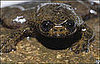 Lungless Frog Found in Indonesia