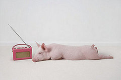 Pet Life Radio Brings the Pet Info to Your iPod