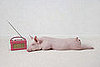 Pet Life Radio Brings the Pet Info to Your iPod