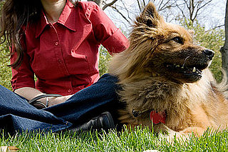 "Rent a Dog" Service Hits US