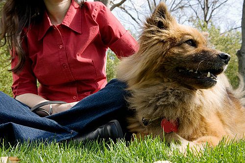 "Rent a Dog" Service Hits US