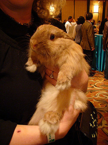 Rabbit kind Rabbit kind