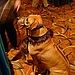 Beggin' strips