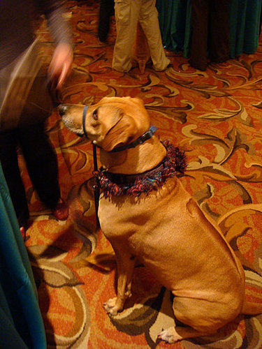 Beggin' strips Beggin' strips
