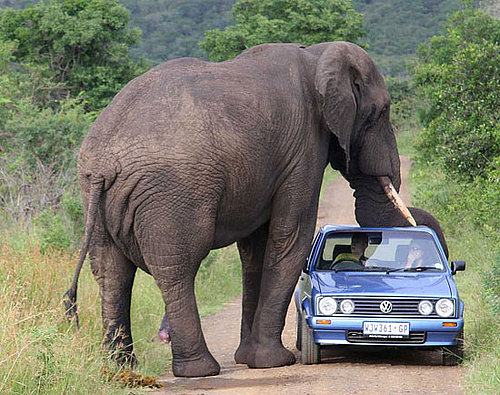 Do Elephants Like The Color Blue?