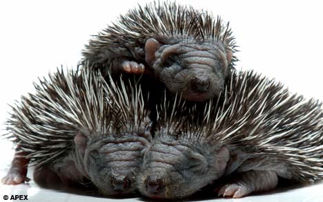 Tiny Hedgehogs Born a Month Earlier Than Normal