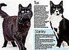 Shocking Reasons Cats Are Dumped in Shelters