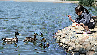 Feeding Birds White Bread Might Be Harmful!