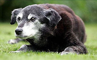 Oldest Dog Trying to Make it in the Guinness Book