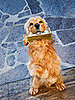 Easy Ways To Save Money on Your Pets