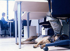 Top Dog Friendly Places to Work Top Dog Friendly Places to Work