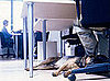 Top Dog Friendly Places to Work