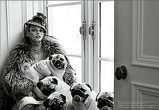 Pugs Play in The Pages of Vogue Italia