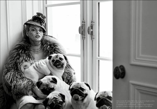 Pugs Play in The Pages of Vogue Italia Pugs Play in The Pages of Vogue Italia