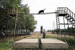 Beijing's Rescue Dogs Take A Bite Out of Crime at Olympics