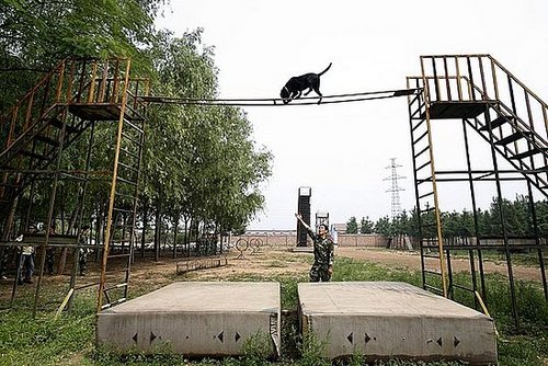 Beijing's Rescue Dogs Take A Bite Out of Crime at Olympics