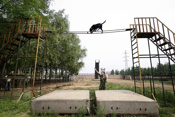 Beijing's Rescue Dogs Take A Bite Out of Crime at Olympics Beijing's Rescue Dogs Take A Bite Out of Crime at Olympics
