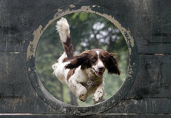 Through The Hoop! 