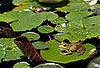 The Scoop: Putting Frog Genes on Ice