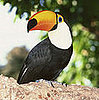 Guess What Bird