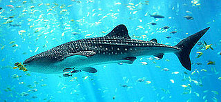 What Do You Know About Whale Sharks?