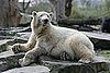 Pet Psychic Says Knut is Unhappy