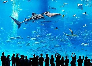 Worlds Largest Fish Tank