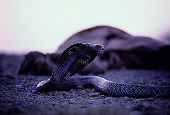 Cobra Creature Feature on Petsugar Cobra Creature Feature on Petsugar