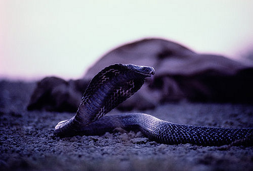 Cobra Creature Feature on Petsugar