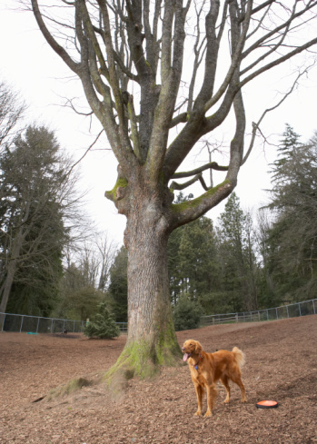Dog Park Etiquette For Humans Dog Park Etiquette For Humans