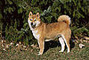 Guess What Breed? 2008-06-21 11:00:05