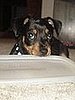 Pet Pics on Petsugar 2008-06-24 08:00:09