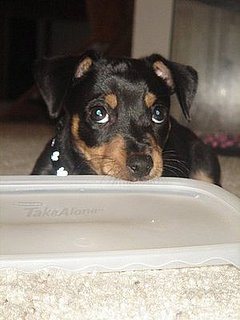 Pet Pics on Petsugar 2008-06-24 08:00:09