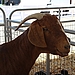 Mama Goat