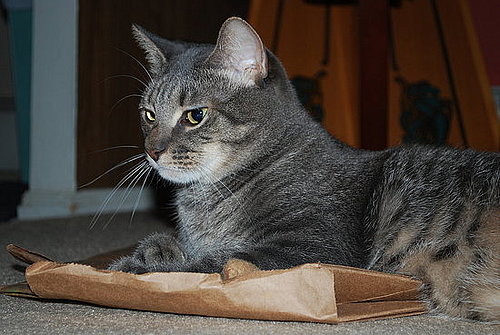 Pet Pics on Petsugar 2008-06-27 08:00:03