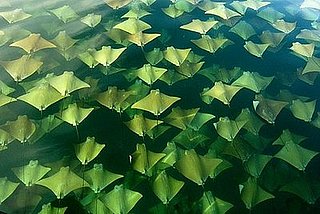 Huge Stingray School Heads North