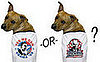 Are Your Pets Political?