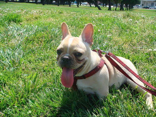 French Bulldogs