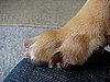 Nail Health for Dogs