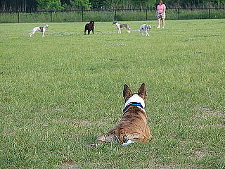 Pet Pics on Petsugar 2008-07-10 10:15:39