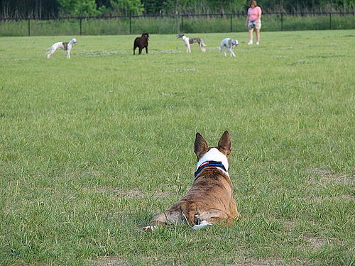 Pet Pics on Petsugar 2008-07-10 10:15:39