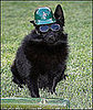 Pet Pics on Petsugar 2008-07-14 08:00:22