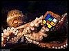 Researchers Use Rubik's Cubes to Reduce Stress in Octopuses.