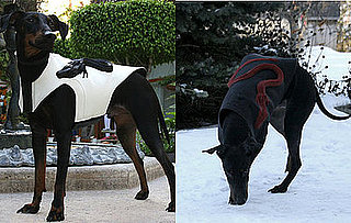 ModRuff Sculpted Dogwear Coats