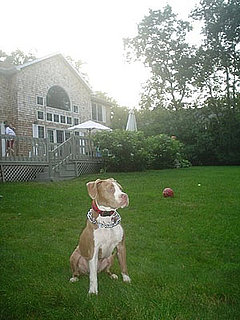Pet Pics on Petsugar 2008-07-15 08:00:00
