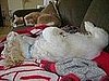 Pet Pics on Petsugar 2008-07-16 08:00:06