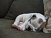 Pet pics on Petsugar 2008-07-28 08:00:55
