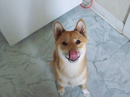 Pet Pics on Petsugar 2008-07-23 08:00:41