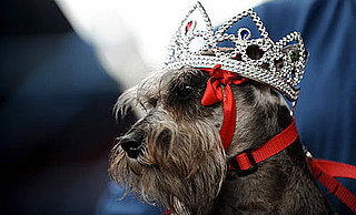 PetSugar's Weekly Recap 2008-07-26 07:00:25