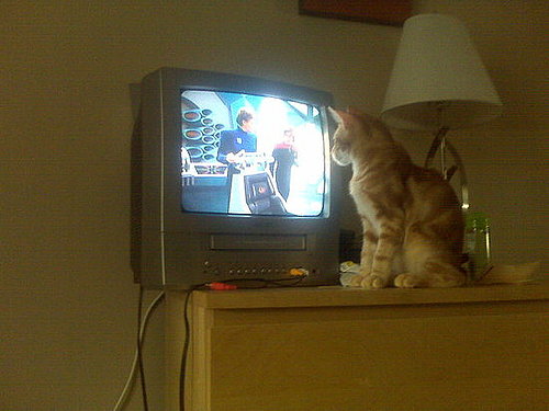Pet Pics on Petsugar 2008-08-01 08:00:38